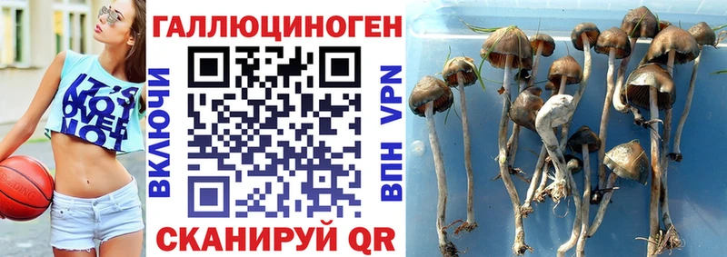 Галлюциногенные грибы прущие грибы Калининец